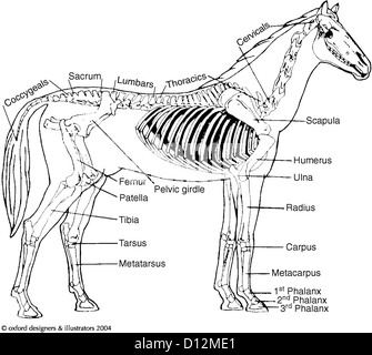 Horse: skeleton Stock Photo - Alamy