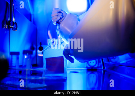 Scientist working with genetic human samples and cellular theraputics blood plasma bag in a sterile sealed fume cupboard Stock Photo