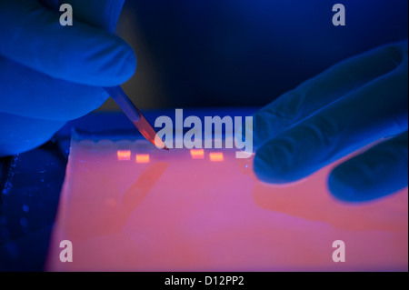 Close up of ultraviolet light box during the preparation of an agarose electrophoresis gel used in DNA separation Stock Photo