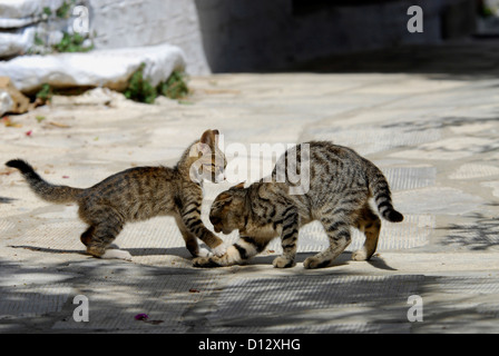 zwei junge Hauskätzchen, Tabby mit Weiss, spielen miteinander, Insel Tinos, Kykladen, Griechenland, two kittens, Tabby with Whit