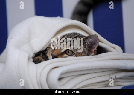 junges Kätzchen, Britisch Kurzhaar, Tabby, schaut unter einer Wolldecke hervor, kitten, British Shorthair, Mackerel Tabby, peeri