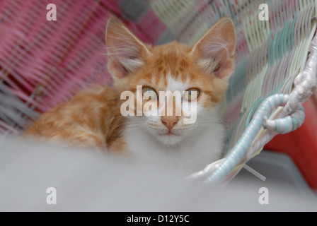 junges Hauskätzchen, Rot Tabby und Weiss, liegt in einem Korb, Dodekanes, Griechenland, kitten, Red Tabby and White, resting in Stock Photo