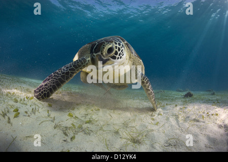 Green Sea Turtle Chelonia Mydas, Balnek, Busuanga, Philippines, Asia