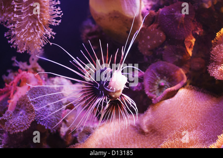 Clearfin Turkeyfish; Israel Stock Photo