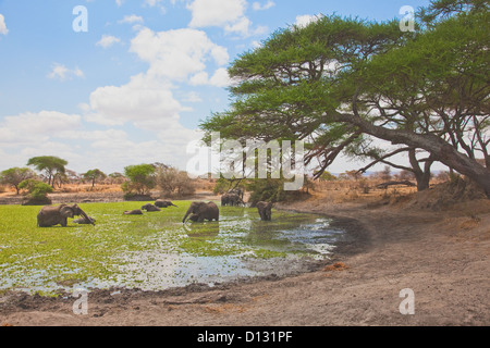 Herds of African Elephant (Loxodonta africana) at a waterhole in Africa;Tanzania;Tarangire National Park;East Africa;Safari Stock Photo