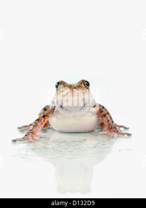 Fire-Leg Walking Frog On White Background; St. Albert Alberta Canada Stock Photo