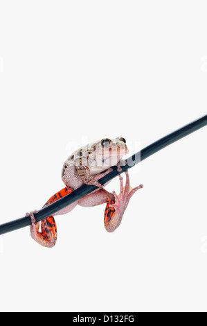 Fire-Leg Walking Frog On White Background; St. Albert Alberta Canada Stock Photo