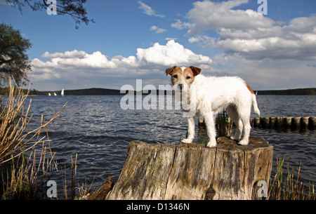 Berlin, Germany, Portrait of a Parson Russell Terrier in front of Havel Kladow Stock Photo