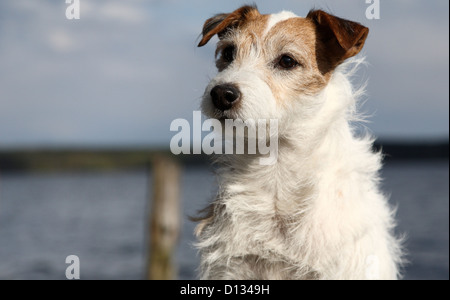Berlin, Germany, Portrait of a Parson Russell Terrier in front of Havel Kladow Stock Photo