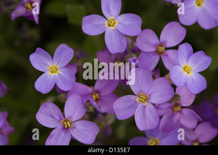 close up of Aubretia flowers Stock Photo