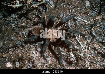 Mexican / Arizona blond /  Western desert tarantula (Aphonopelma chalcodes)  male at night in desert, Arizona, USA Stock Photo
