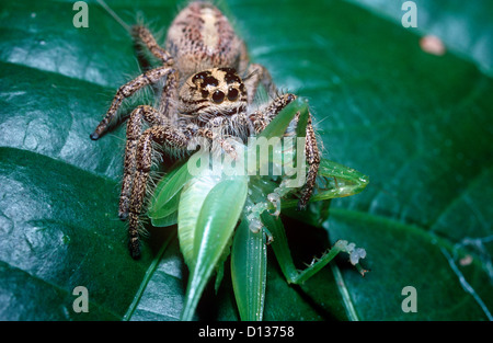 Diard's heavy jumper, spider (Hyllus diardi: Salticidae) female feeding on a newly moulted katydid, in rainforest Sulawesi Stock Photo