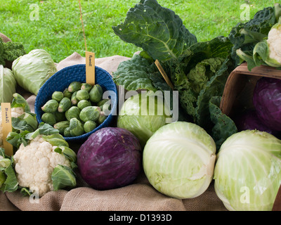 A table full of cole crops in the botanical garden i n Oslo Norway; cauliflower, Brussels sprout, purple and white cabbage, staple food in the kitchen Stock Photo