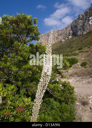 Tall white flowering Drimia maritima, sea squill, in front of shrubs and a cliff on Formentor peninsula Majorca Spain Stock Photo