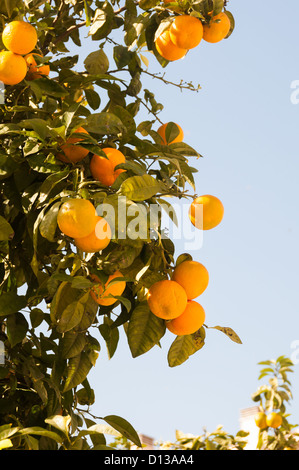Natural oranges growing on a tree in Malaga Stock Photo