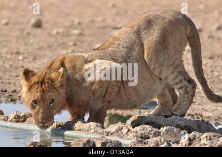 Lion cub (Panthera leo), young male drinking at the waterhole, Kgalagadi Transfrontier Park, Northern Cape, South Africa, Africa Stock Photo