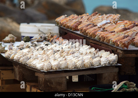 Shells for sale in the fishing village of Santa Maria - Sal Island, Cape Verde Stock Photo