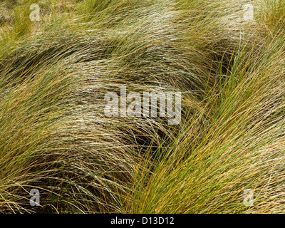 Close up view of Marram Grass Ammophila growing on a sand dune in Pembrokeshire South Wales UK Stock Photo