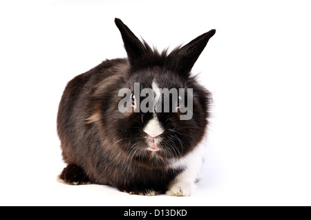 black and white little easter hare on white background Stock Photo