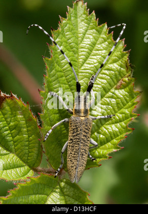 Golden-bloomed Grey Longhorn Beetle, Thistle Longhorn Beetle, Agapanthia villosoviridescens, Lamiinae, Cerambycidae. Stock Photo