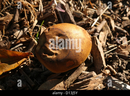 Oak Bolete, Boletus appendiculatus, Boletaceae.  An edible pored mushroom that grows under oaks. Aka the butter bolete. Stock Photo