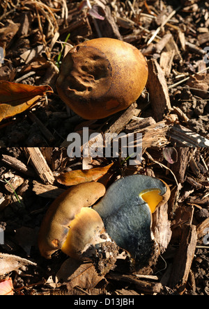 Oak Bolete, Boletus appendiculatus, Boletaceae.  An edible pored mushroom that grows under oaks. Aka the butter bolete. Stock Photo