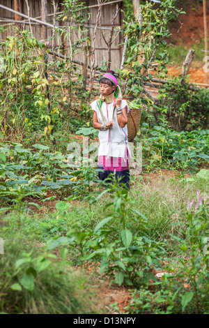 Woman longneck member of Karen Padong hilltribe village near Chiang Rai, northern Thailand, working in fields carrying basket Stock Photo