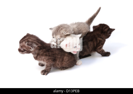 Funny playful little kittens on white background Stock Photo