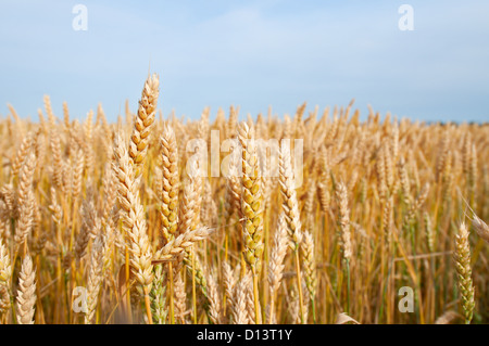 Yellow grain ready for harvest growing in a farm field Stock Photo