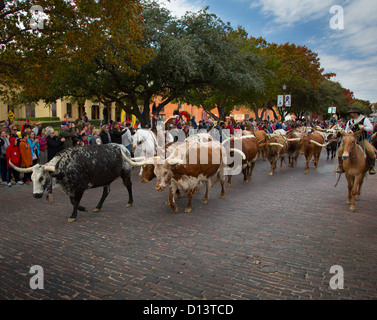 Staged cattle drive in Fort Worth Stockyards in Fort Worth, Texas Stock Photo