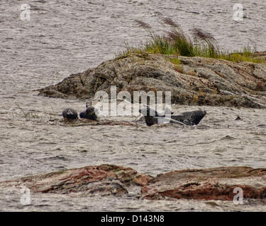 July 6, 2012 - Ketchikan Gateway Borough, Alaska, US - A pod of harbor seals (Phoca vitulina) gather around some rocks in the Misty Fjords National Monument and Wilderness Area. (Credit Image: © Arnold Drapkin/ZUMAPRESS.com) Stock Photo