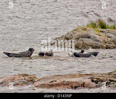 July 6, 2012 - Ketchikan Gateway Borough, Alaska, US - A pod of harbor seals (Phoca vitulina) gather around some rocks in the Misty Fjords National Monument and Wilderness Area. (Credit Image: © Arnold Drapkin/ZUMAPRESS.com) Stock Photo