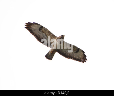 European Buzzard (buteo buteo) in flight with wide-spread wings Stock Photo