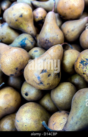 The Beurré Bosc or Bosc is a cultivar of the European Pear (Pyrus communis) Stock Photo