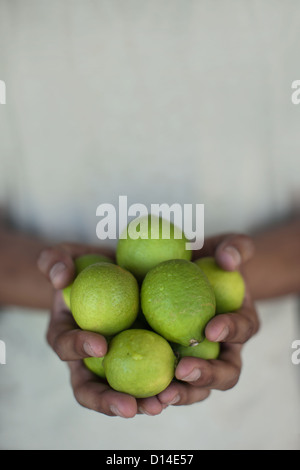 Close up of hands holding limes Stock Photo