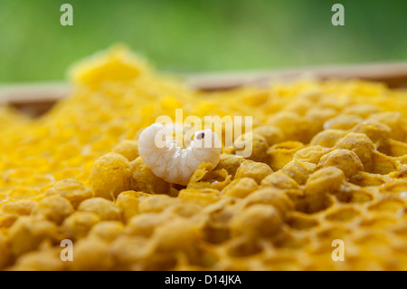 Varroa Mite on Honeycomb Stock Photo