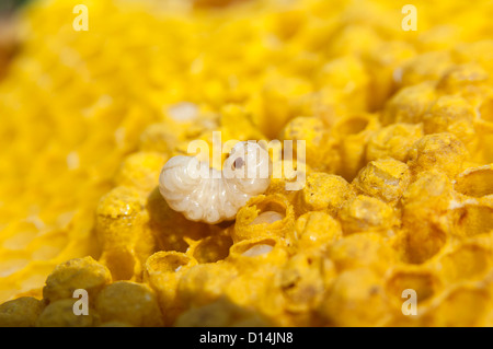 Varroa Mite on Honeycomb Stock Photo
