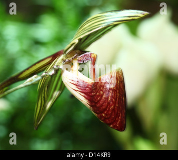 Rothschild's Slipper Orchid (Paphiopedilum rothschildianum) Stock Photo