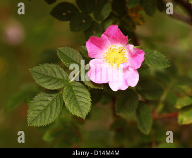 A close up shot of the pink flowers of a Dog Rose (Rosa canina), wildflower plant, England, UK Stock Photo