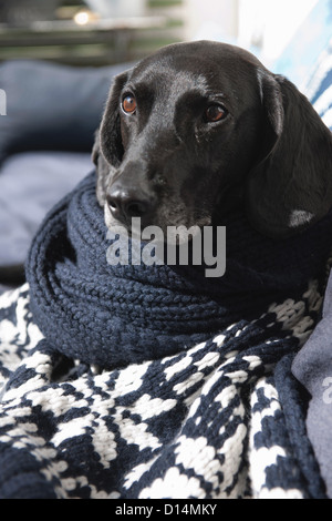 Dog wrapped in knitted blanket on sofa Stock Photo