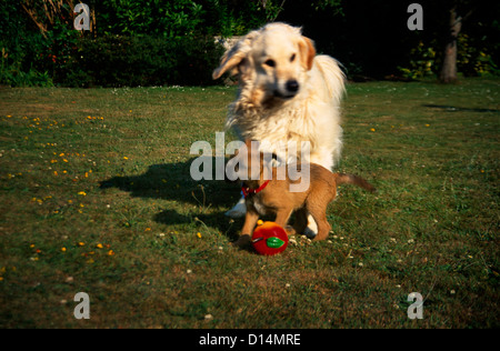 Golden Retriever And Border Terrier Puppy Playing With A Ball In The Garden Stock Photo