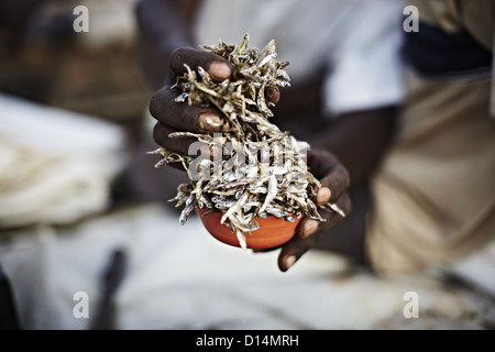 Hands holding a cup of Kapenta fish Stock Photo