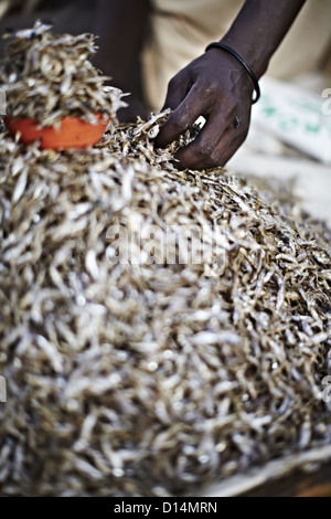 Maasai man picking up a handful of Kapenta fish Stock Photo