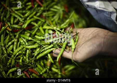 Pile of fresh chilis for sale in market Stock Photo