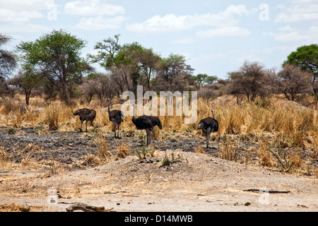 Four Ostrich (Struthio camelus) in Africa;Tarangire National Park;Tanzania;East Africa;Africa Stock Photo