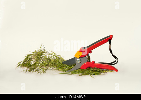 Modern garden shears and bunch of green grass on a white background Stock Photo