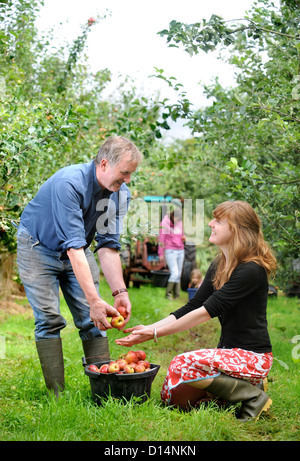 Cider making at Broome Farm near Ross-on-Wye UK where there is free camping and tasting to volunteer apple pickers Stock Photo