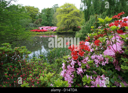 Isabella Plantation in Richmond Park, London Stock Photo