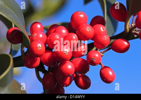 Red Holly Berries against clear blue sky Stock Photo