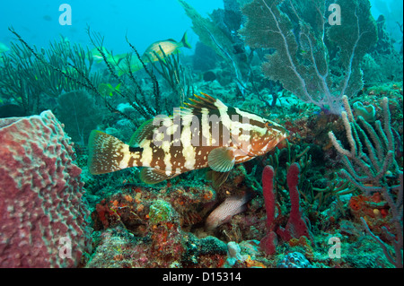 A Nassau Grouper, Epinephelus striatus, a protected and endangered species, swims over a coral reef offshore Palm Beach, Florida Stock Photo